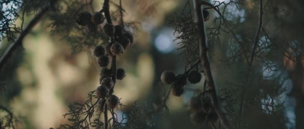 Vista Perto Arizona Cypress Folhas Árvores Sementes Movendo Vento Bokeh — Vídeo de Stock