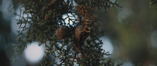 Närbild Arizona Cypress Träd Blad Och Frön Rör Sig Vinden — Stockvideo