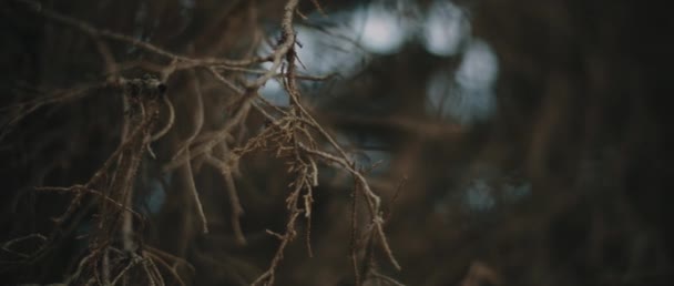 Zblízka Pohled Suché Větve Stromů Krásným Bokeh Pozadí Zpomal Muž — Stock video