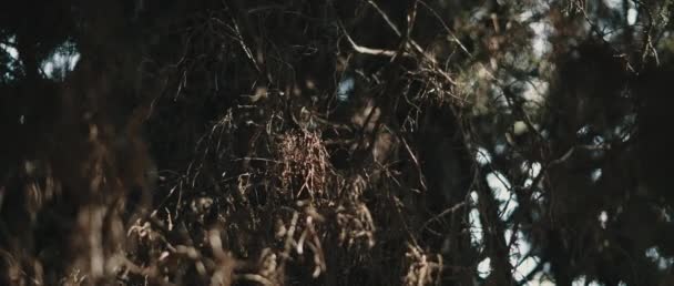 在干枯的树枝上挂着一片片阳光 背景优美 缓慢的运动 Shallow Dof 自然背景 电影B Roll Bmpcc — 图库视频影像