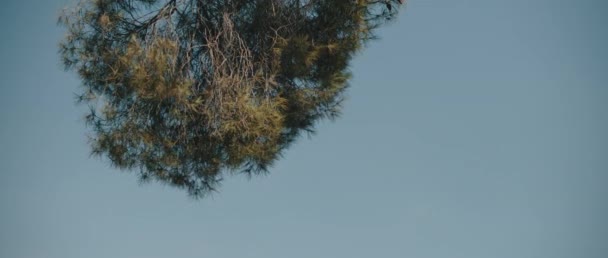 Branches Arbres Déplaçant Dans Brise Vent Avec Ciel Bleu Arrière — Video