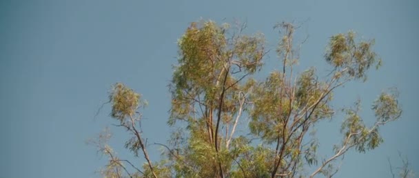 Гілки Дерев Дмуть Вітряному Бризі Блакитним Небом Задньому Плані Моторошно — стокове відео