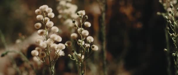 Prachtige Harige Vlooienplanten Met Witte Stralenbloemen Die Een Zonnige Dag — Stockvideo