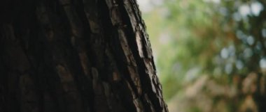 Arka planda güzel yeşil bokeh olan ağaç gövdesinin yakın görüntüsü. Yaklaş, yavaş hareket et, Shallow Dof. Doğa geçmişi, sinematik B-roll. BMPCC 4K
