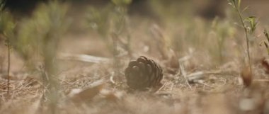 Kurumuş zeminde, etrafında küçük yeşil otlar bulunan çam kozalakları. Yaklaş, Shallow Dof, Bokeh. Doğa geçmişi, sinematik B-roll. BMPCC 4K