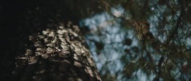 Arka planda mavi gökyüzü olan çam ağacı gövdesinin yakın görüntüsü. Yaklaş, yavaş hareket et, Shallow Dof. Doğa geçmişi, sinematik B-roll. BMPCC 4K