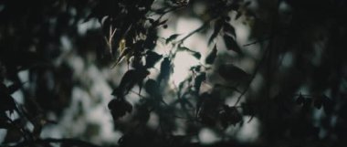 Ormanın ortasındaki koyu yeşil yaprakların arasından parlayan güneş ışınları. BOKEH, yavaş hareket, kapanış. Doğa geçmişi, sinematik B-roll. BMPCC 4K