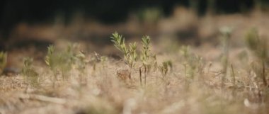 Kurumuş topraktan çıkan yeşil otları kapatın. Shallow Dof. Doğa geçmişi, sinematik B-roll. BMPCC 4K