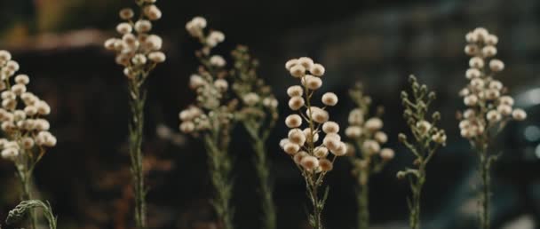 Hermosas Plantas Pulgas Peludas Con Flores Rayo Blanco Soplando Brisa — Vídeo de stock