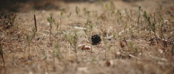 Dennenappel Gedroogde Grond Met Klein Groen Onkruid Eromheen Sluiten Sjaaldof — Stockvideo