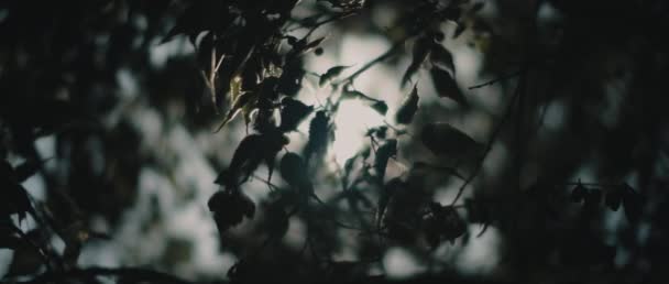Ηλιαχτίδες Λάμπουν Μέσα Από Σκούρα Πράσινα Φύλλα Στη Μέση Του — Αρχείο Βίντεο