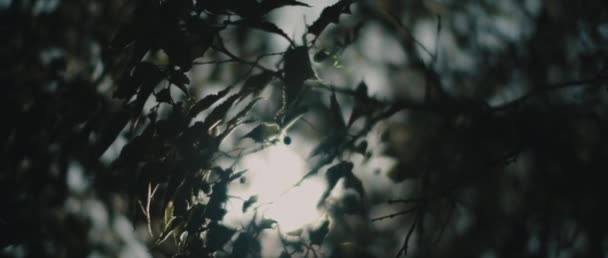 Sunbeams Shining Dark Green Leaves Middle Forest Bokeh Slow Motion — Stock Video