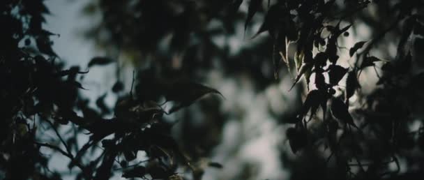 Ormanın Ortasındaki Koyu Yeşil Yaprakların Arasından Parlayan Güneş Işınları Bokeh — Stok video