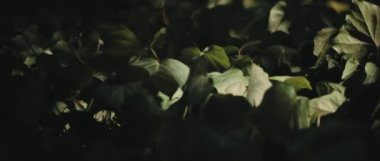 İngiliz sarmaşığı yeşil yapraklarında güneş ışığı lekeleri. Yaklaş, yavaş hareket et, Shallow Dof. Doğa geçmişi, sinematik B-roll. BMPCC 4K