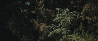 Güneşli bir günde, ormanın ortasında yaprakları rüzgarda esen yeşil dallar. Yavaş hareket et, Shallow Dof. Doğa geçmişi, sinematik B-roll. BMPCC 4K