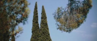 Mavi gökyüzünün önünde rüzgârda esen selvi ağaçları. Yavaş hareket, doğal arka plan, sinematik B-roll. BMPCC 4K