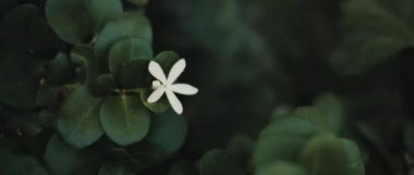 Carissa makrokarpa bitkisinin koyu yeşil yapraklı beyaz çiçeği. Yaklaş, yavaş hareket et, Shallow Dof. Doğa geçmişi, sinematik B-roll. BMPCC 4K