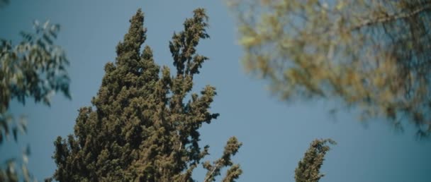 Mavi Gökyüzünün Önünde Rüzgârda Esen Selvi Ağaçları Yavaş Hareket Doğal — Stok video