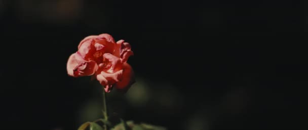 Közelről Egy Virág Vörös Szirmok Napfény Pöttyök Sötétzöld Háttér Lassan — Stock videók