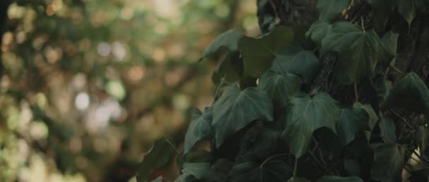 Folhas Videira Hera Inglesa Pendurada Tronco Árvore Floresta Feche Profundidade — Vídeo de Stock
