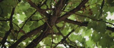 Parlak yeşil yaprakları olan bir ağaca yaklaş. Düşük açılı, yavaş hareketli, Shallow Dof. Doğa geçmişi, sinematik B-roll. BMPCC 4K