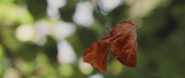 Sonbahar melteminde esen güzel altın ağaç yaprağı, yeşil bokeh arka plan. Yaklaş, yavaş hareket et, Shallow Dof. Doğa geçmişi, sinematik B-roll. BMPCC 4K