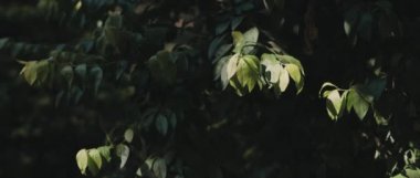 Güneşli bir günde, ormanın ortasında yaprakları rüzgarda esen yeşil dallar. Yavaş hareket et, Shallow Dof. Doğa geçmişi, sinematik B-roll. BMPCC 4K