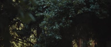 Bahçede büyüyen güzel ağaçlar ve çalılar. Yavaş bir hareket yap. Doğa geçmişi, sinematik B-roll. BMPCC 4K