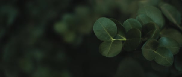 Detailní Záběr Rostliny Carissa Macrocarpa Hlubokými Zelenými Listy Zpomal Muž — Stock video