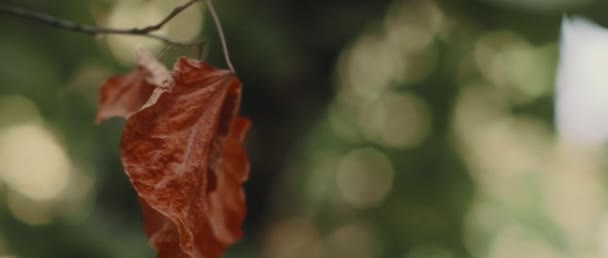 Prachtige Gouden Boomblad Waait Herfst Wind Groene Bokeh Achtergrond Sluiten — Stockvideo