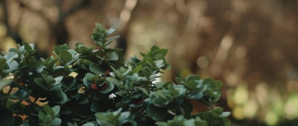 Detailní Záběr Rostliny Carissa Macrocarpa Hlubokými Zelenými Listy Zpomal Muž — Stock video