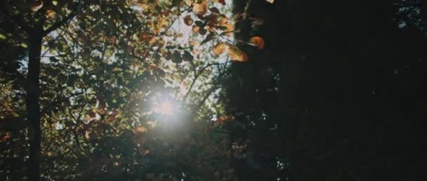 Beautiful Golden Leaves Hanging Tree Big Cypress Tree Background Flares — Stock Video