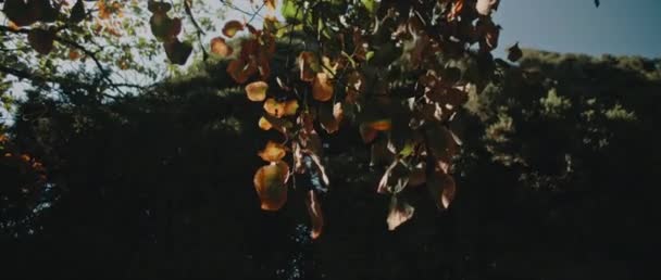 Prachtige Gouden Bladeren Hangend Aan Een Boom Grote Cipressenboom Achtergrond — Stockvideo