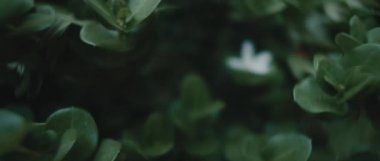 Carissa makrokarpa bitkisinin koyu yeşil yapraklı beyaz çiçeği. Yaklaş, yavaş hareket et, Shallow Dof. Doğa geçmişi, sinematik B-roll. BMPCC 4K