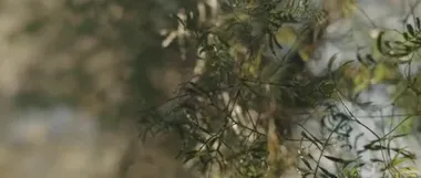 Yeşil yapraklar güneş ışığı ve güzel doğal yeşil bokeh. Yaklaş, derin olmayan, ağır çekim. Doğanın arka planı, B-roll. BMPCC 4K