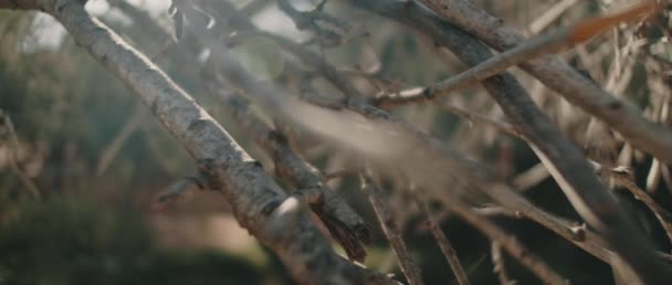 近景干枯的树枝与美丽的Bokeh背景和太阳耀斑 缓慢的运动 Shallow Dof 自然背景 电影B Roll Bmpcc — 图库视频影像