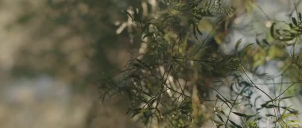 Feuilles vertes avec la lumière du soleil et beau bokeh vert naturel. Gros plan, faible profondeur de limé, ralenti. Fond naturel, b-roll. BMPCC 4K 