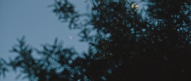 Arbres Verts Soufflant Dans Vent Avec Lune Vers Haut Dans — Video