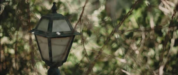 Street Light Covered Dust Branches Cinematic Footage Shot Blackmagic Pocket — Stockvideo
