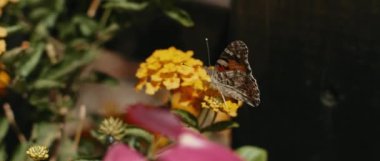Small butterfly sitting between garden flowers near a wooden fence, close up,  realtime, shot with BMPCC 4K. Nature, insect, flowers concept