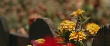 Close up of a butterfly opening wings while sitting on a yellow flower, shot with BMPCC 4K. Nature, insect, flowers concept