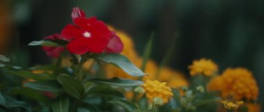 Close up of red flower surrounded by yellow flowers in a garden, shallow depth of field, shot with BMPCC 4K. Garden, nature, flowers, plants concept.