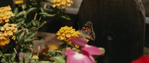 Small Butterfly Sitting Garden Flowers Wooden Fence Close Realtime Shot — 图库视频影像
