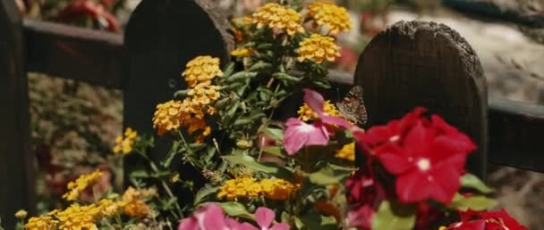 Petit Papillon Assis Entre Des Fleurs Jardin Près Une Clôture — Video