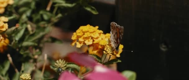 Kleine Vlinder Zittend Tussen Tuinbloemen Bij Een Houten Hek Close — Stockvideo
