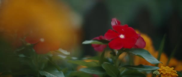 Close Flor Vermelha Cercada Por Flores Amarelas Jardim Profundidade Rasa — Vídeo de Stock