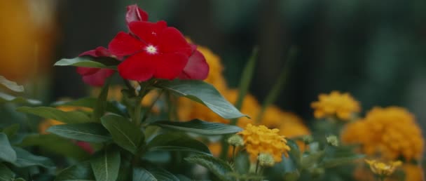 Close Red Flower Surrounded Yellow Flowers Garden Shallow Depth Field — Stok video