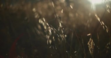 Gün batımında güneş ışıkları ve bokeh arkaplanıyla rüzgârda savrulan çim başakları. Sinematik ağır çekim, sığ alan derinliği. BMPCC 4K 