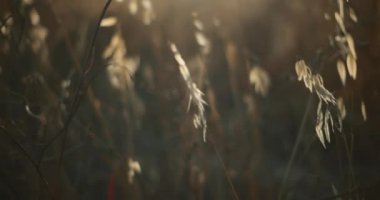 Gün batımında güneş ışıkları ve bokeh arkaplanıyla rüzgârda savrulan çim başakları. Sinematik ağır çekim, sığ alan derinliği. BMPCC 4K 