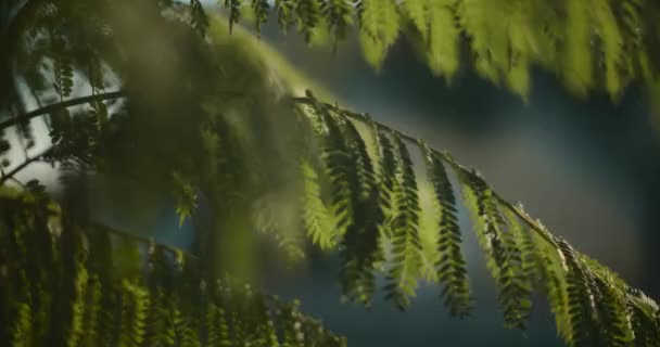 日没時にはシダの木の葉が風に吹かれる 映画のスローモーション フィールドの浅い深さ Bmpcc — ストック動画